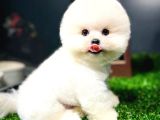 Ayı Surat Pomeranian Boo Yavrularımız