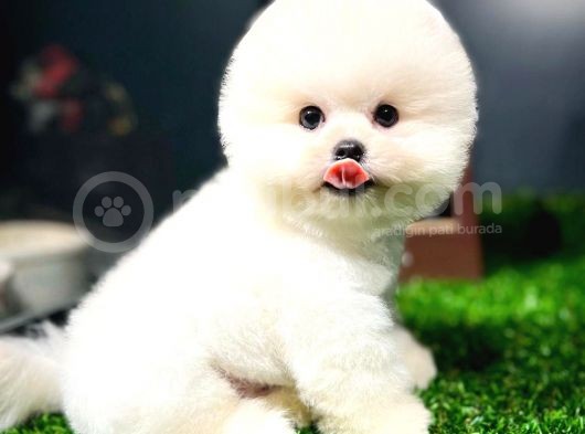 Ayı Surat Pomeranian Boo Yavrularımız görsel