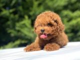 Çeşi̇t Çeşi̇t Poodle Bebekleri̇mi̇z A Kali̇te