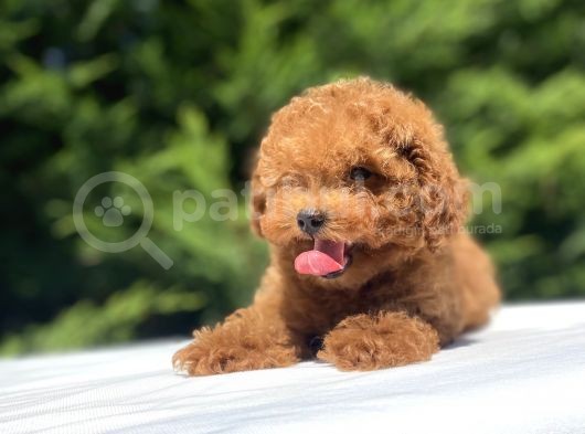 Çeşi̇t Çeşi̇t Poodle Bebekleri̇mi̇z A Kali̇te görsel