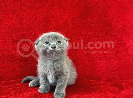 Baldan Da Tatlı Yavrularımız Yeni Ailesini Bekliyor görsel