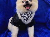 2 Yaşında Erkek Pomeranian Boo