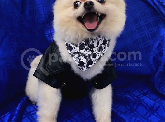 2 Yaşında Erkek Pomeranian Boo görsel