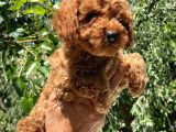 Safkan Poodle Yavrular