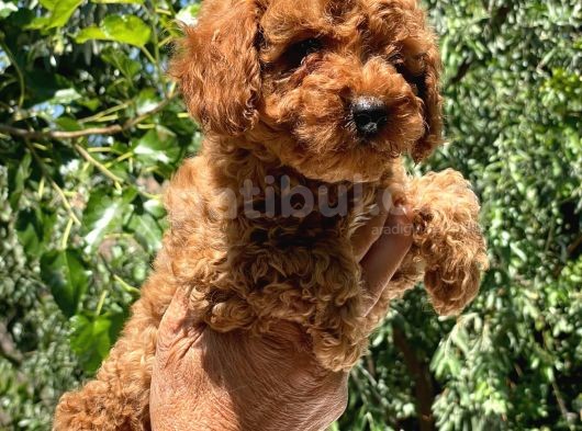Safkan Poodle Yavrular görsel