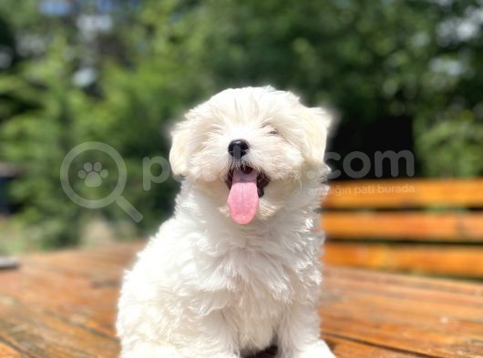 Bebek Yüzlü Maltese Terri̇er Bebekler görsel
