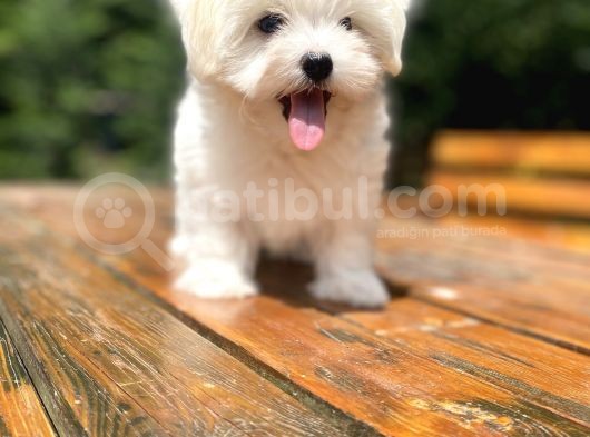 Bebek Yüzlü Maltese Terri̇er Bebekler görsel