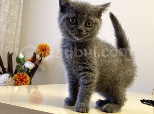 British Shorthair