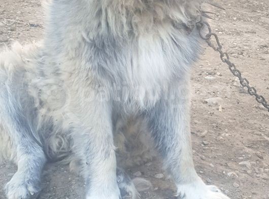 Çoban Kopeği Yavrulari görsel