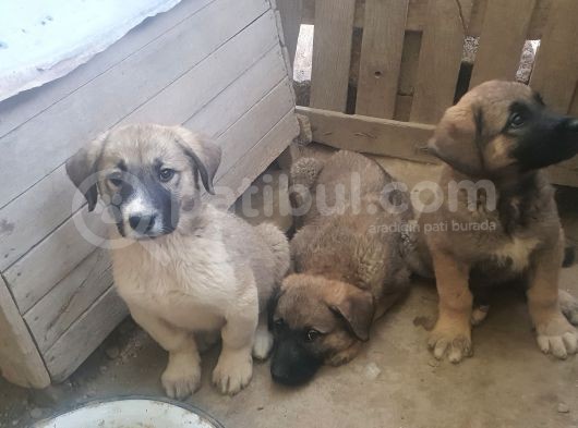 Çoban Kopeği Yavrulari