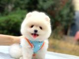 Pomeranian Boo Teddy Face Erkek Yavrumuz