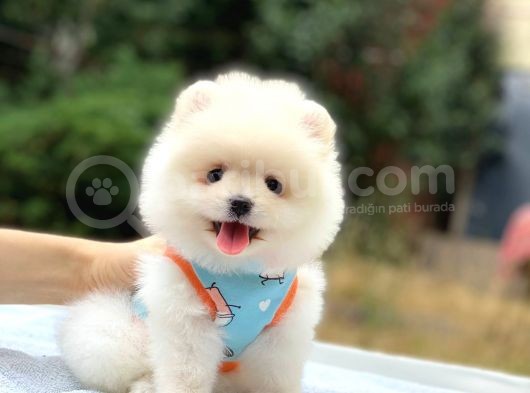 Pomeranian Boo Teddy Face Erkek Yavrumuz