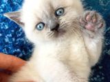 Scotish Fold Ve Britsh Shorthair Yavrular