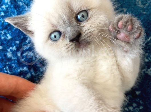 Scotish Fold Ve Britsh Shorthair Yavrular görsel
