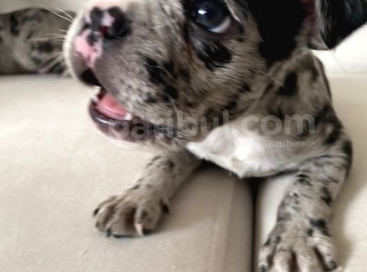 French Bulldog görsel