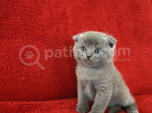 Baldan Da Tatlı Yavrularımız Yeni Ailesini Bekliyor görsel
