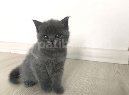 Scottish Straight Fold Yavruları Yuvalarını Arıyor görsel