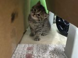 Scottish Straight Fold Yavruları Yuvalarını Arıyor