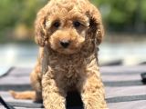 Bebek Surat Toy Poodle Yavrular