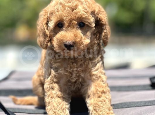 Bebek Surat Toy Poodle Yavrular görsel