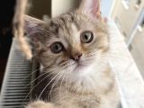 British Brown Golden Tabby Dişi Uygun