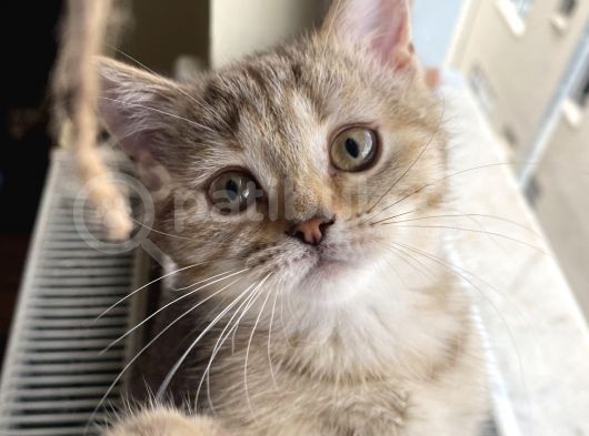 British Brown Golden Tabby Dişi Uygun görsel