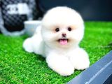 Ayı Surat Pomeranian Boo Yavrularımız