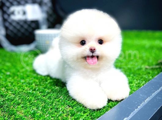 Ayı Surat Pomeranian Boo Yavrularımız görsel