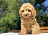 Sevi̇mli̇ Poodle Bebekleri̇mi̇z