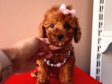 Tatli Poodle Yavrular