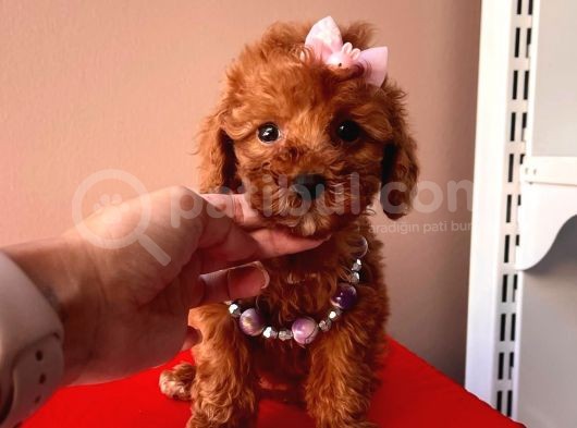 Tatli Poodle Yavrular görsel