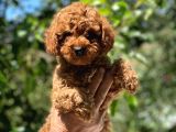 SAFKAN POODLE YAVRULAR