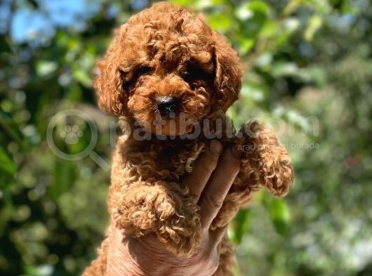 Safkan Poodle Yavrular