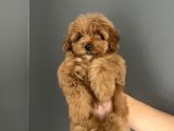 Red Brown Toy Poodle Kore Kanı Dişi