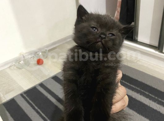 Uysal Kızlarım görsel
