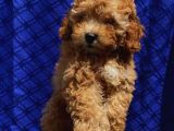 Di̇şi̇ Toypoodle Yavrularimiz