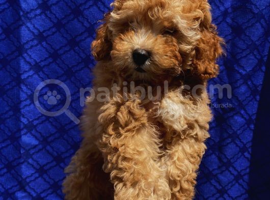 Di̇şi̇ Toypoodle Yavrularimiz