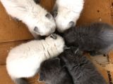Scotish Fold Ve Britsh Shorthair Yavrular