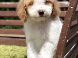 Medium Boy Particolour Labradoodle Nadir Renk