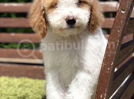 Medium Boy Particolour Labradoodle Nadir Renk görsel