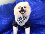 2 Yaşında Erkek Pomeranian Boo