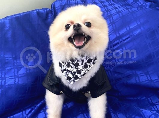 2 Yaşında Erkek Pomeranian Boo görsel