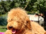 Amerikan Gen Medium Ve Dev Boy  Labradoodle