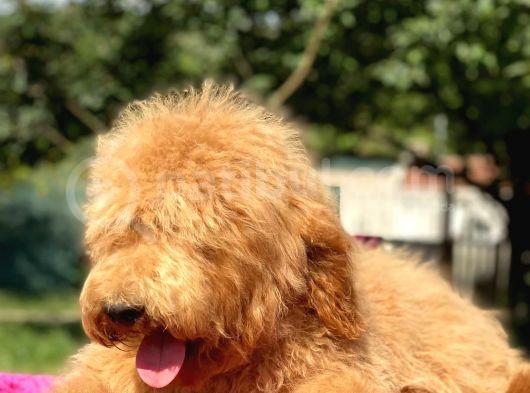 Amerikan Gen Medium Ve Dev Boy  Labradoodle görsel