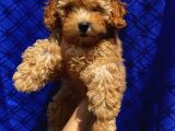Di̇şi̇ Toypoodle Yavrularimiz