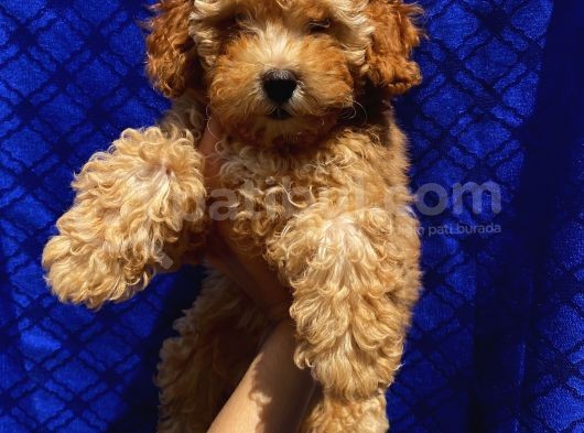 Di̇şi̇ Toypoodle Yavrularimiz görsel