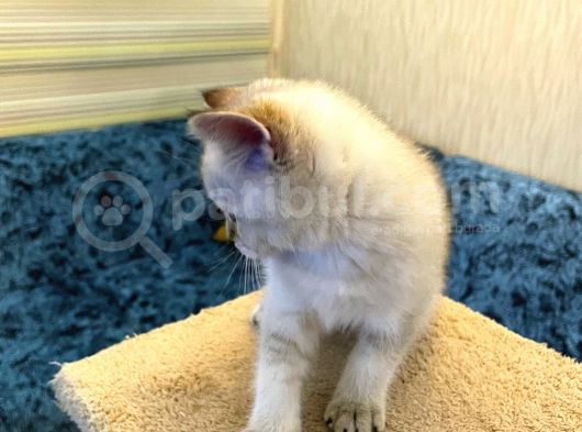 Safkan Bri̇ti̇sh Ankara görsel
