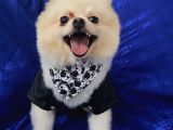 2 Yaşında Erkek Pomeranian Boo