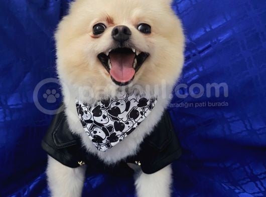 2 Yaşında Erkek Pomeranian Boo görsel