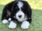 Bernedoodle Terapi Köpekleri Türkiyede Tek